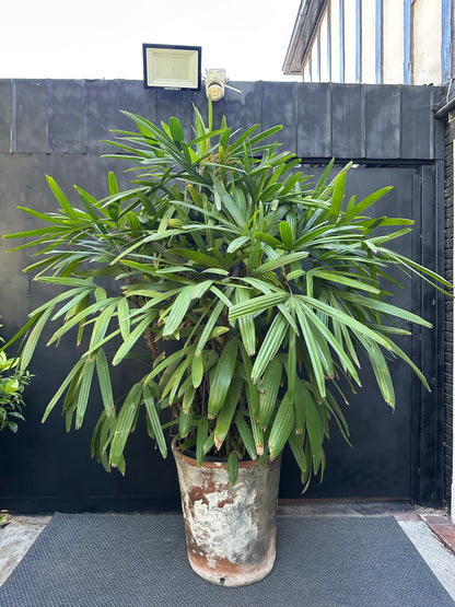 Raphis Excelsa XXL (Única)