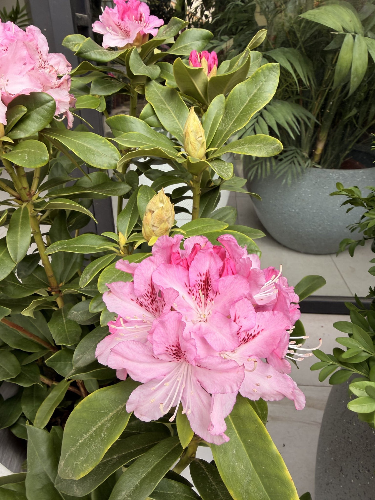 Ramillete de flores rosadas de rododendro