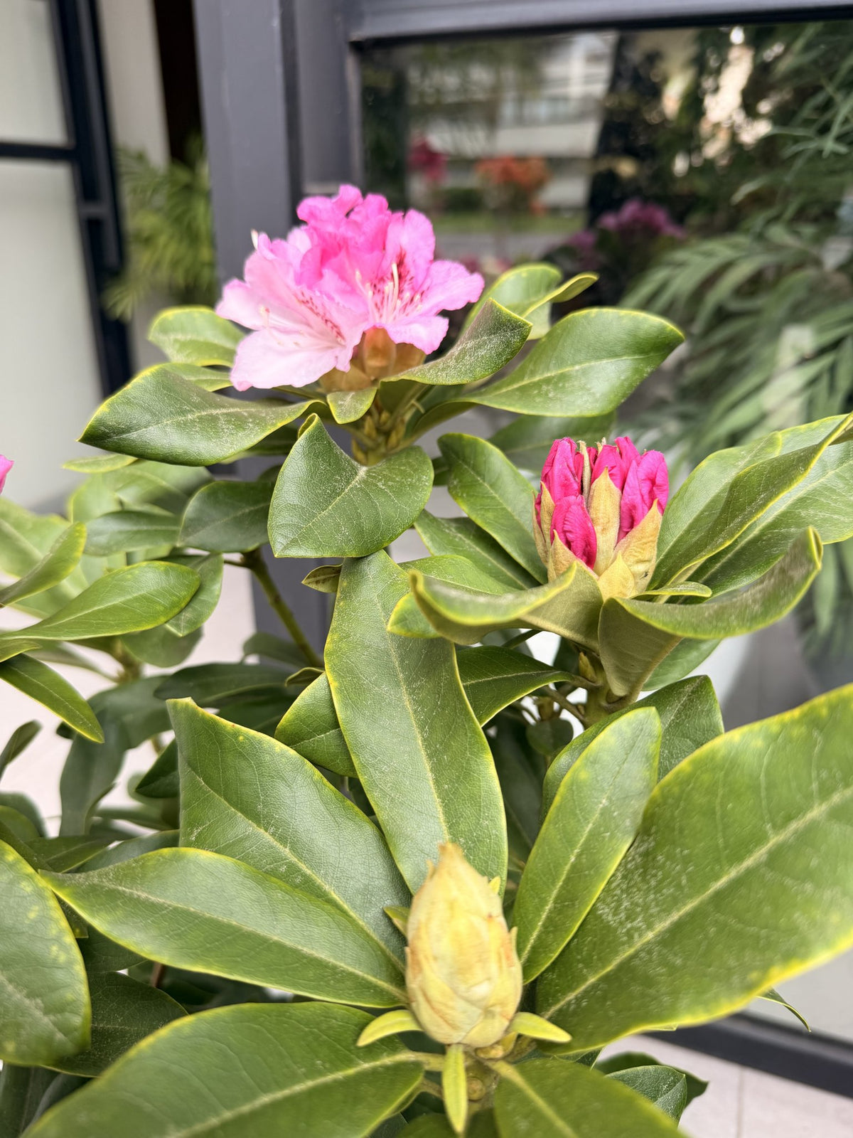 Hojas brillantes y botones florales de rododendro