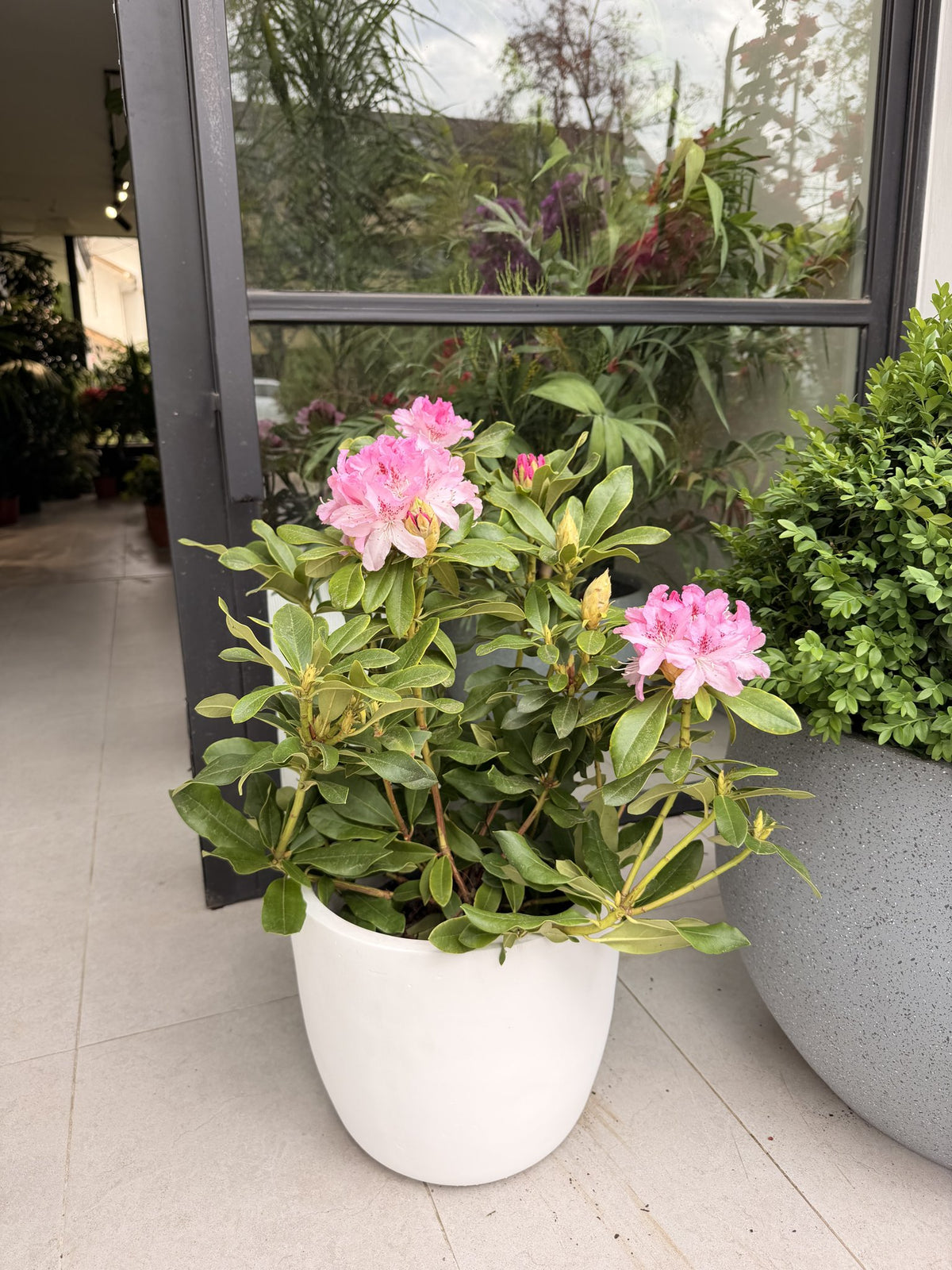 Rododendro rosado en flor en macetero blanco