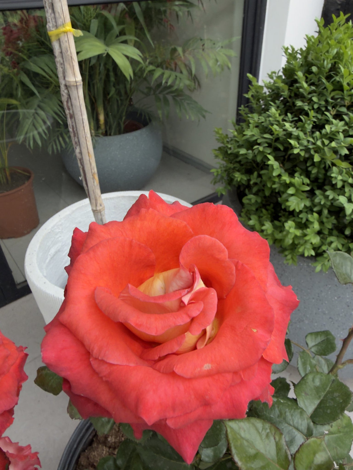 Flor de rosa Leonidas en tono cobrizo