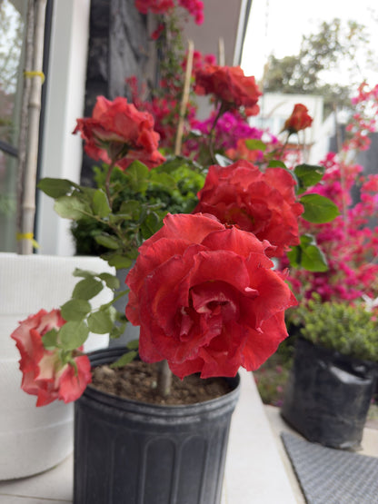 Rosas Leonidas abiertas