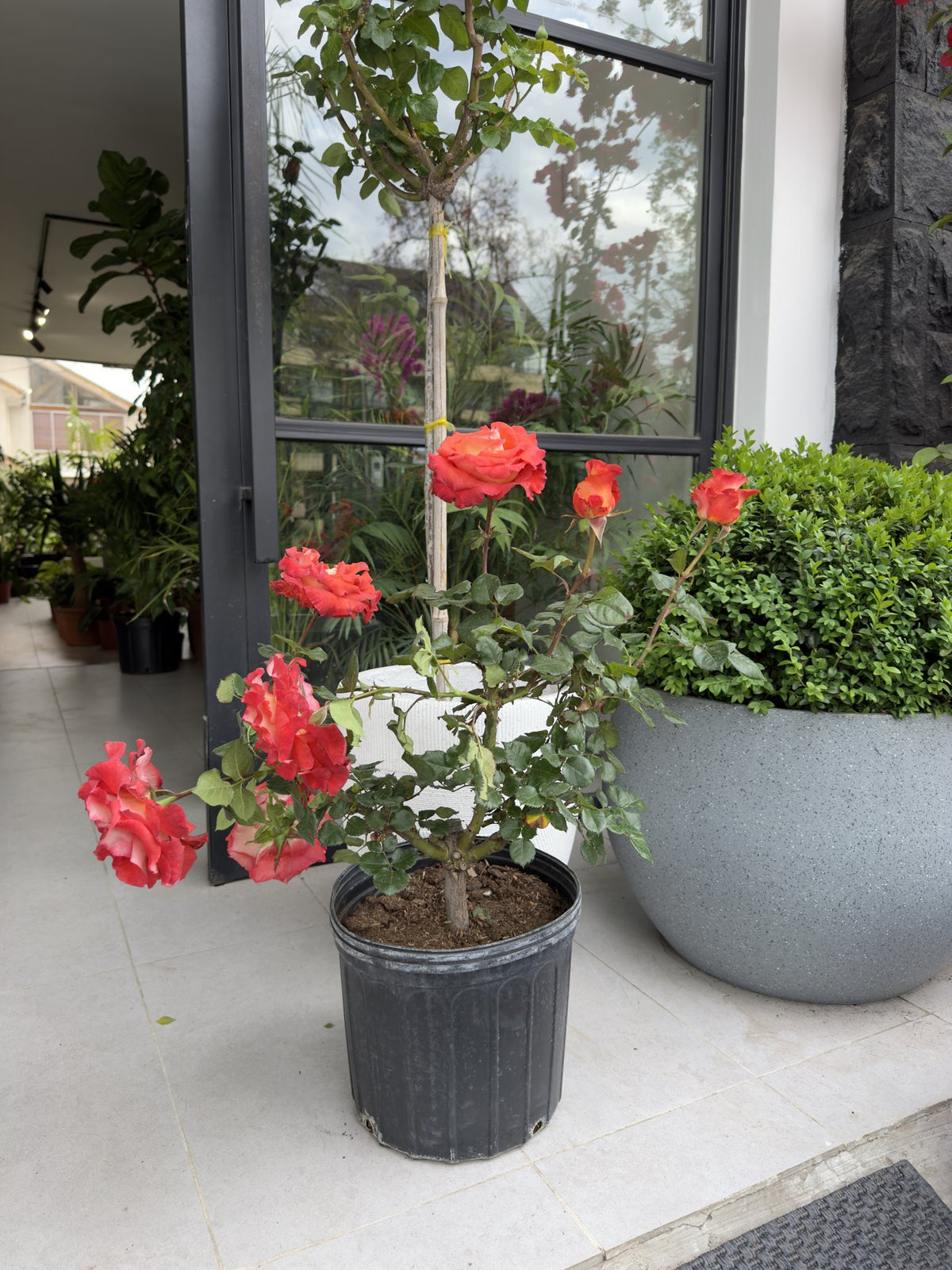 Rosal Leonidas en flor