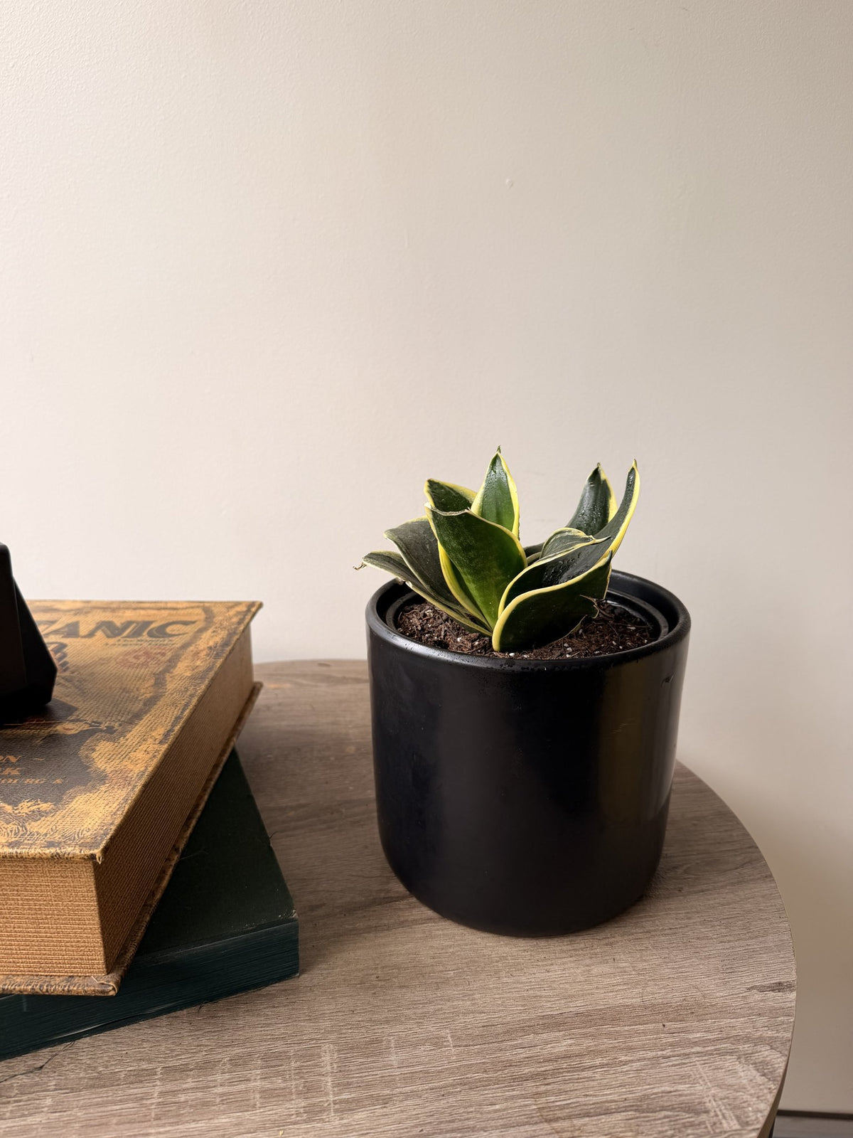 Sansevieria enana golden en macetero negro