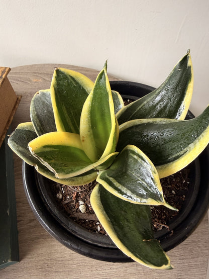 Hojas de bordes dorados de Sansevieria enana golden