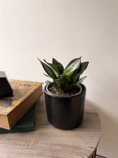 Sansevieria enana verde en macetero negro