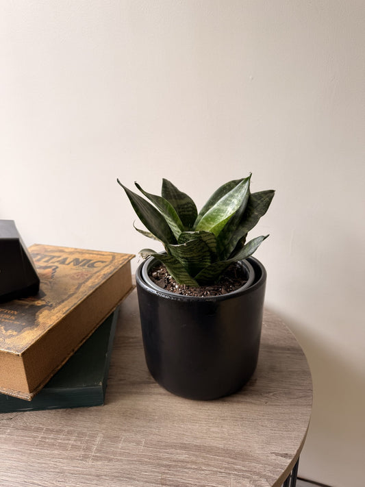Sansevieria enana verde en macetero negro