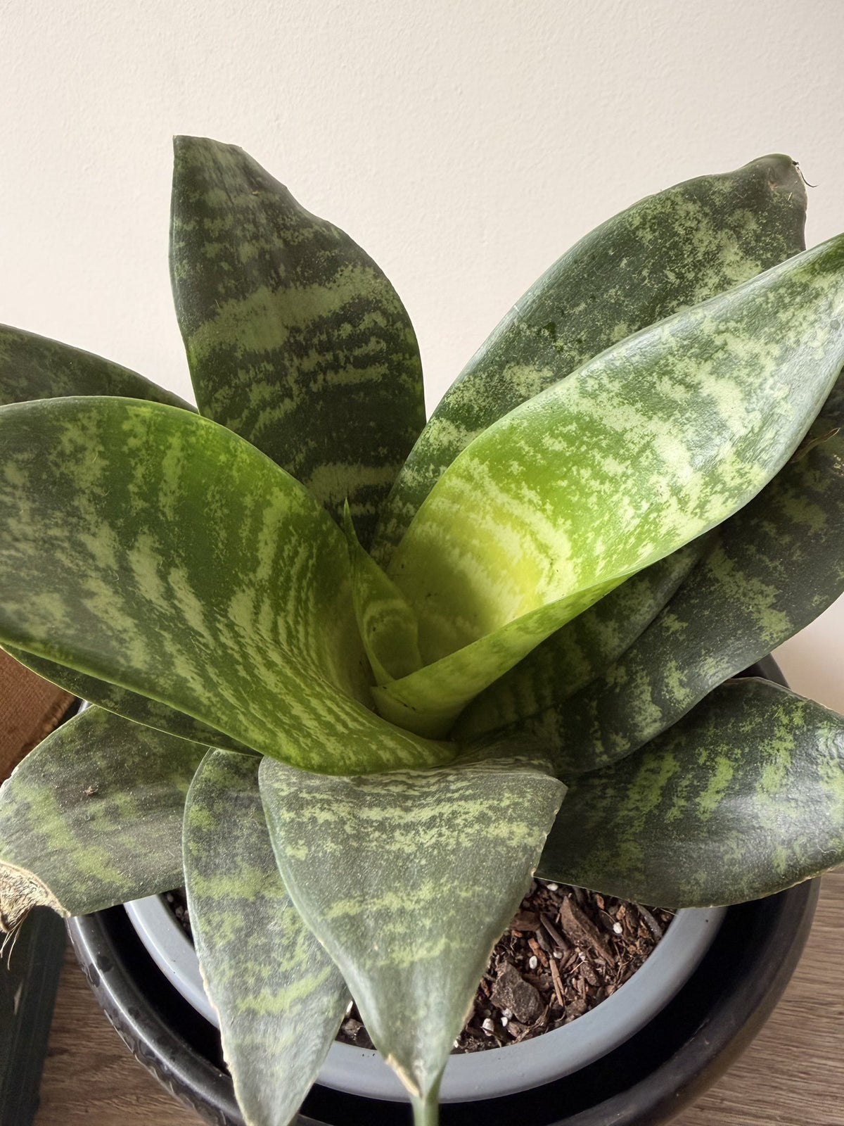 Roseta de hojas jaspeadas de Sansevieria enana verde