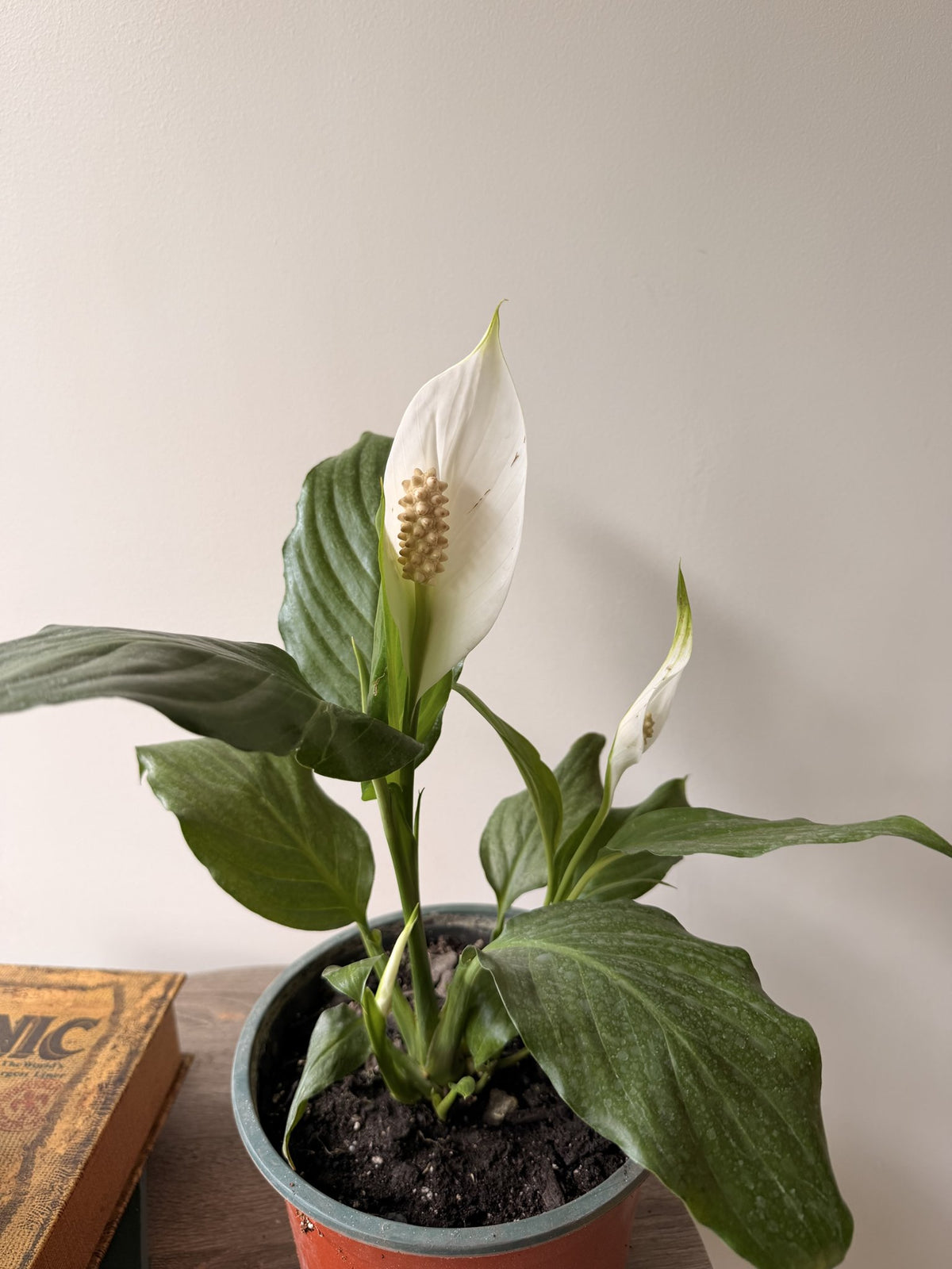Spathiphyllum o Cuna de Moisés en flor