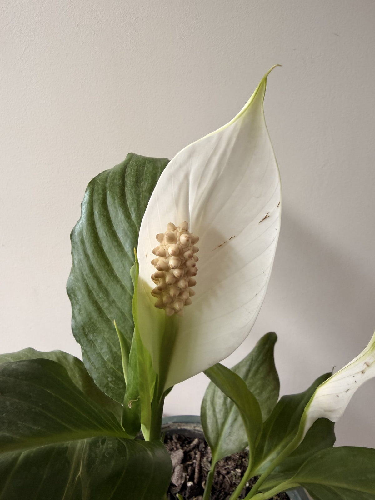 Flor blanca de Spathiphyllum o Cuna de Moisés