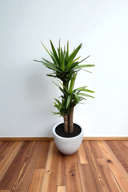 Yuca Trío